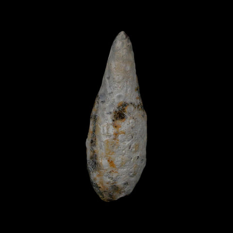 XL 2.1" Fossil Pine Cone Equicalastrobus Replaced By Agate Eocene Age Seeds Fruit