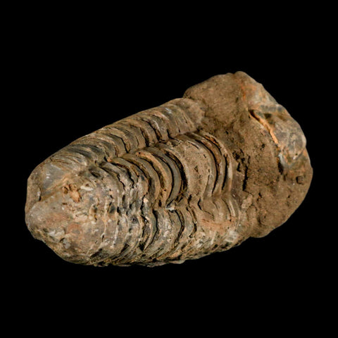 3.8" Flexicalymene Trilobite Fossil Ordovician Age Tazzarine Region Morocco COA - Fossil Age Minerals