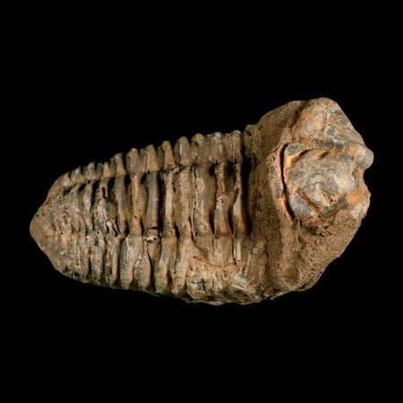 3.8" Flexicalymene Trilobite Fossil Ordovician Age Tazzarine Region Morocco COA