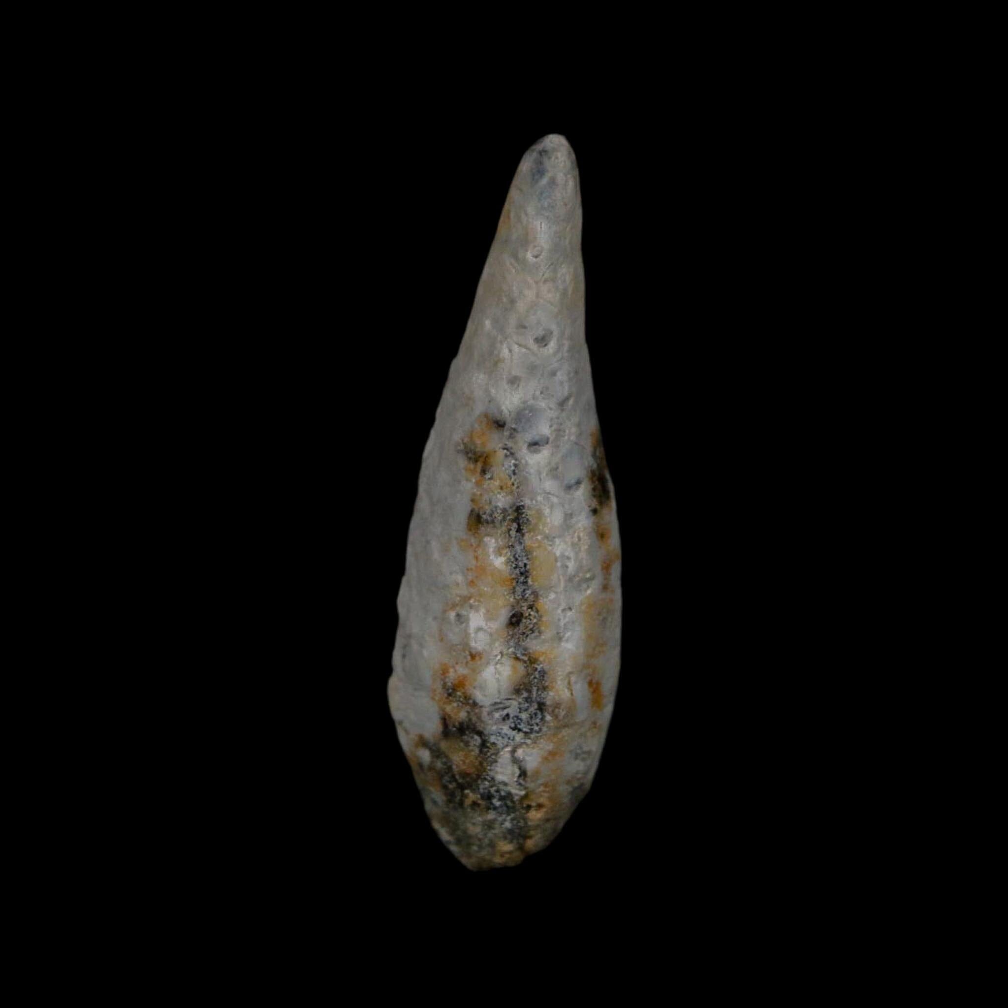 XL 2.1" Fossil Pine Cone Equicalastrobus Replaced By Agate Eocene Age Seeds Fruit - Fossil Age Minerals