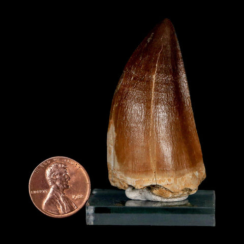 XL 2.1"  Mosasaur Prognathodon Fossil Tooth Cretaceous Dinosaur Era COA & Stand