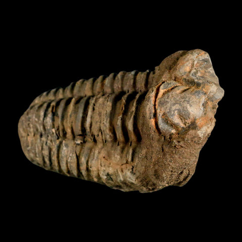 3.8" Flexicalymene Trilobite Fossil Ordovician Age Tazzarine Region Morocco COA - Fossil Age Minerals