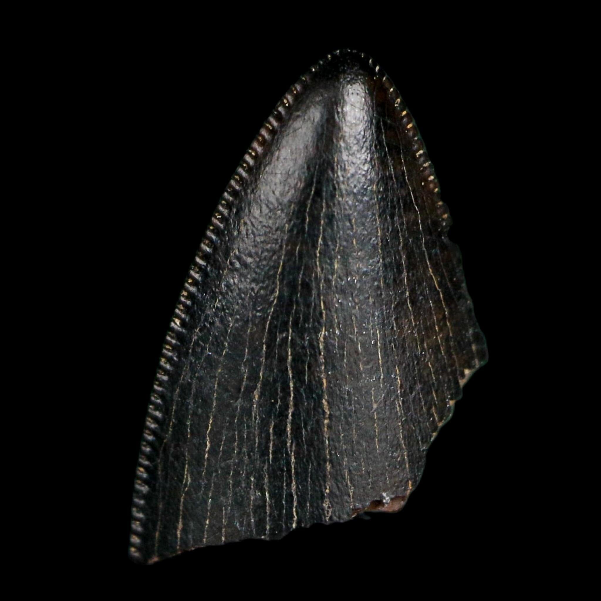 0.6" Tyrannosaurus Rex Fossil Tooth Tip Lance Creek Cretaceous Dinosaur WY COA