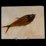 4.8" Diplomystus Dentatus Fossil Fish Green River FM WY Eocene Age COA, Stand