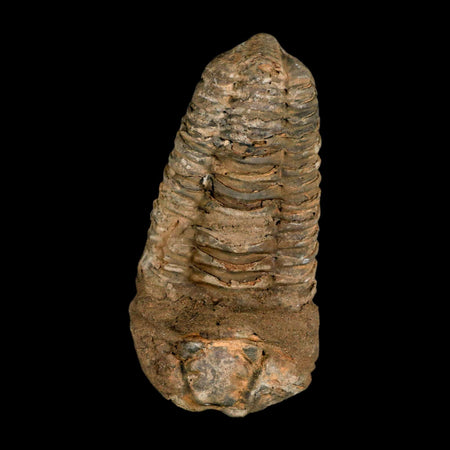 3.8" Flexicalymene Trilobite Fossil Ordovician Age Tazzarine Region Morocco COA