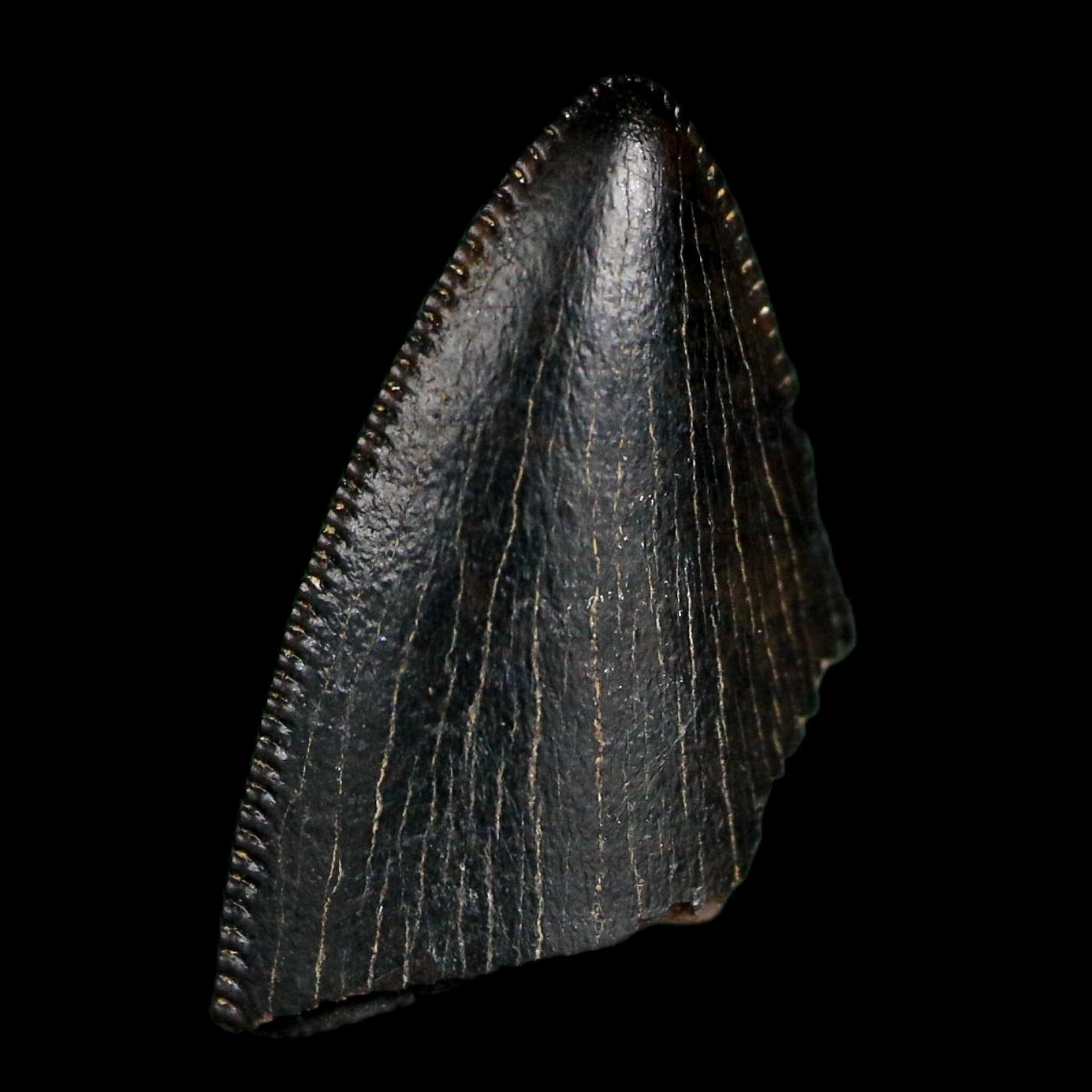 0.6" Tyrannosaurus Rex Fossil Tooth Tip Lance Creek Cretaceous Dinosaur WY COA