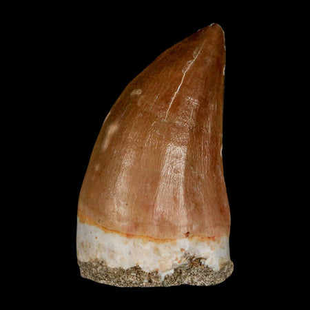 XL 2"  Mosasaur Prognathodon Fossil Tooth Cretaceous Dinosaur Era COA & Stand