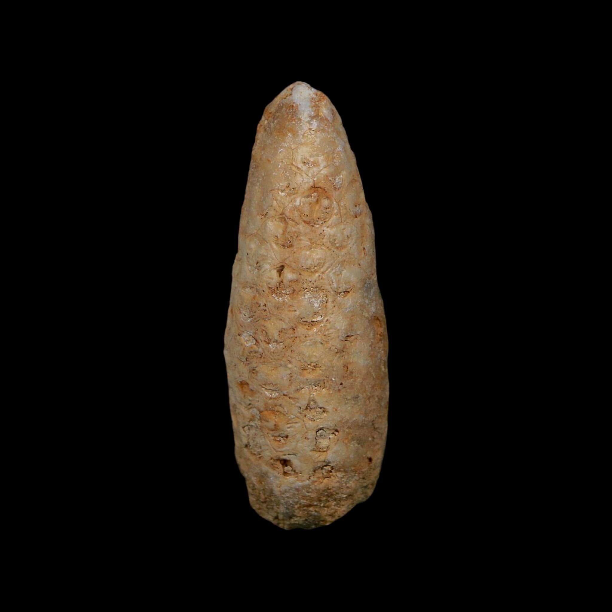 XL 2" Fossil Pine Cone Equicalastrobus Replaced By Agate Eocene Age Seeds Fruit - Fossil Age Minerals