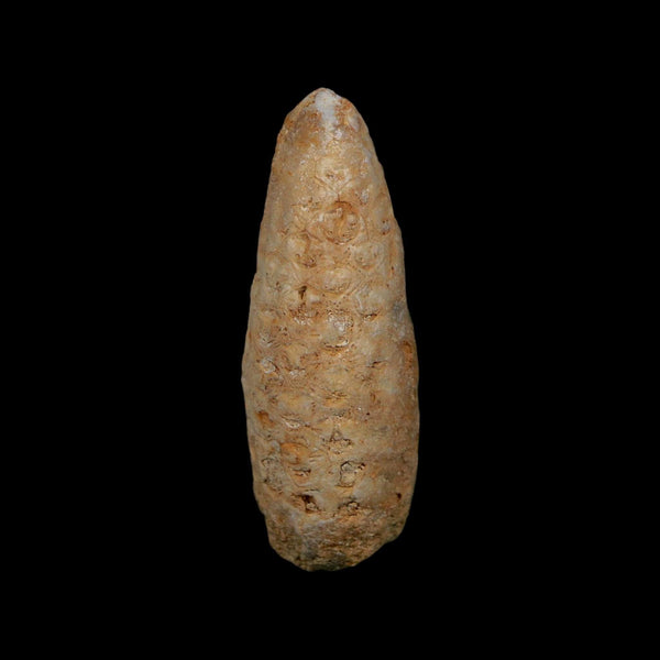 XL 2
