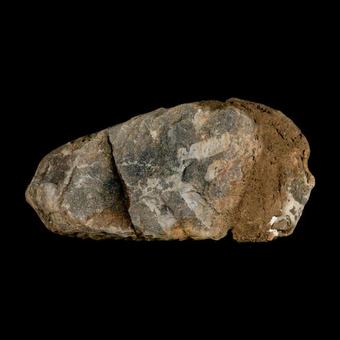 3.8" Flexicalymene Trilobite Fossil Ordovician Age Tazzarine Region Morocco COA - Fossil Age Minerals