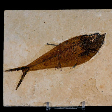 4.8" Diplomystus Dentatus Fossil Fish Green River FM WY Eocene Age COA, Stand