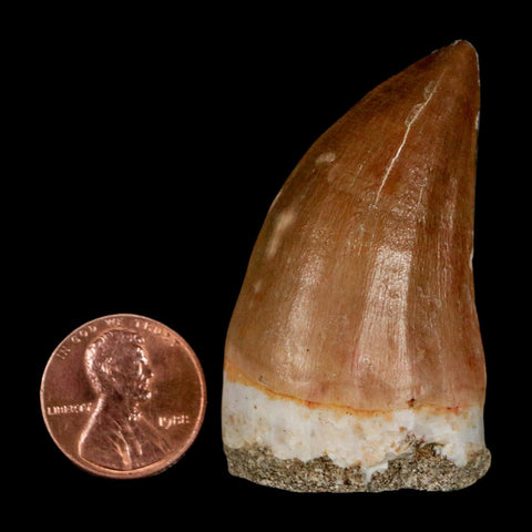 XL 2"  Mosasaur Prognathodon Fossil Tooth Cretaceous Dinosaur Era COA & Stand