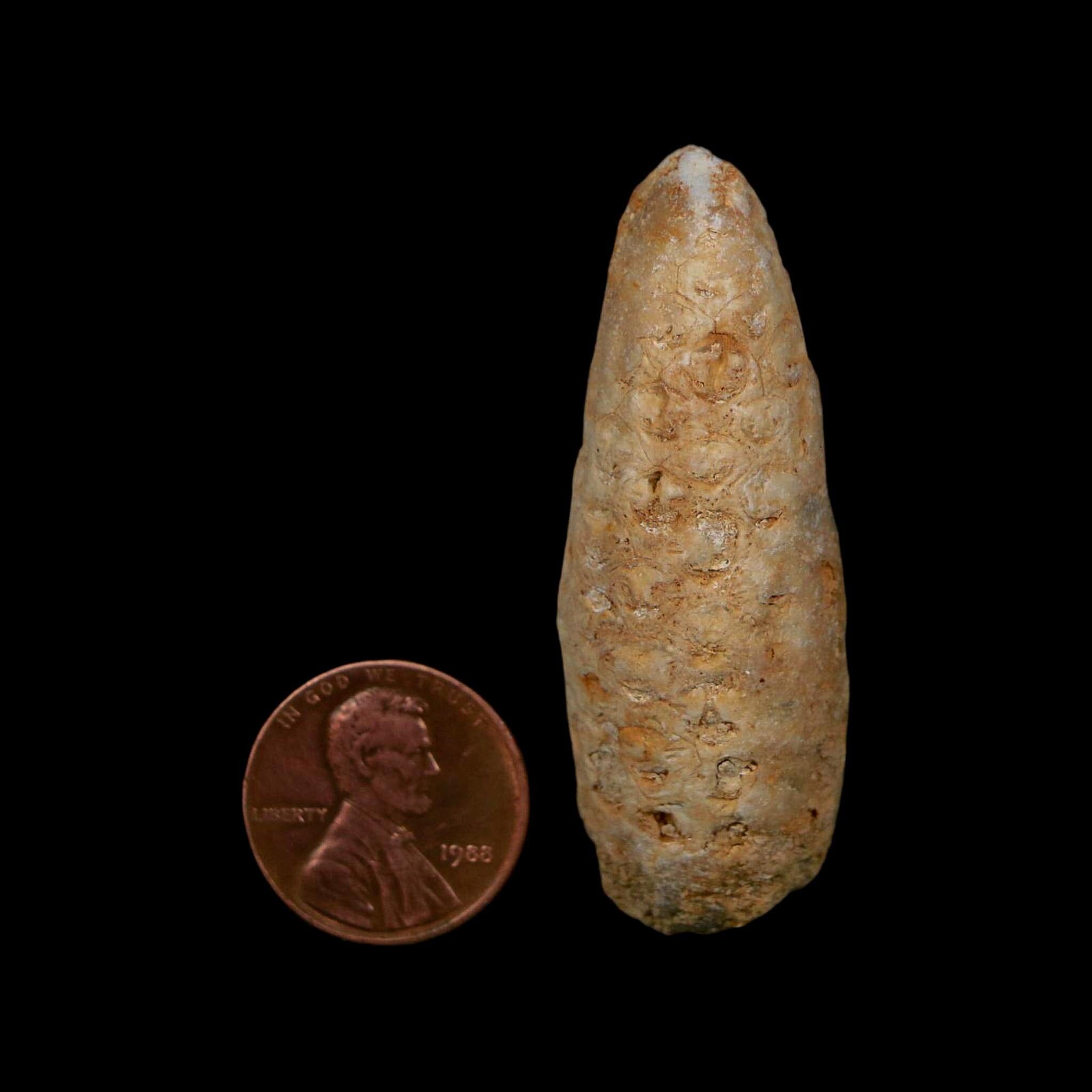 XL 2" Fossil Pine Cone Equicalastrobus Replaced By Agate Eocene Age Seeds Fruit - Fossil Age Minerals
