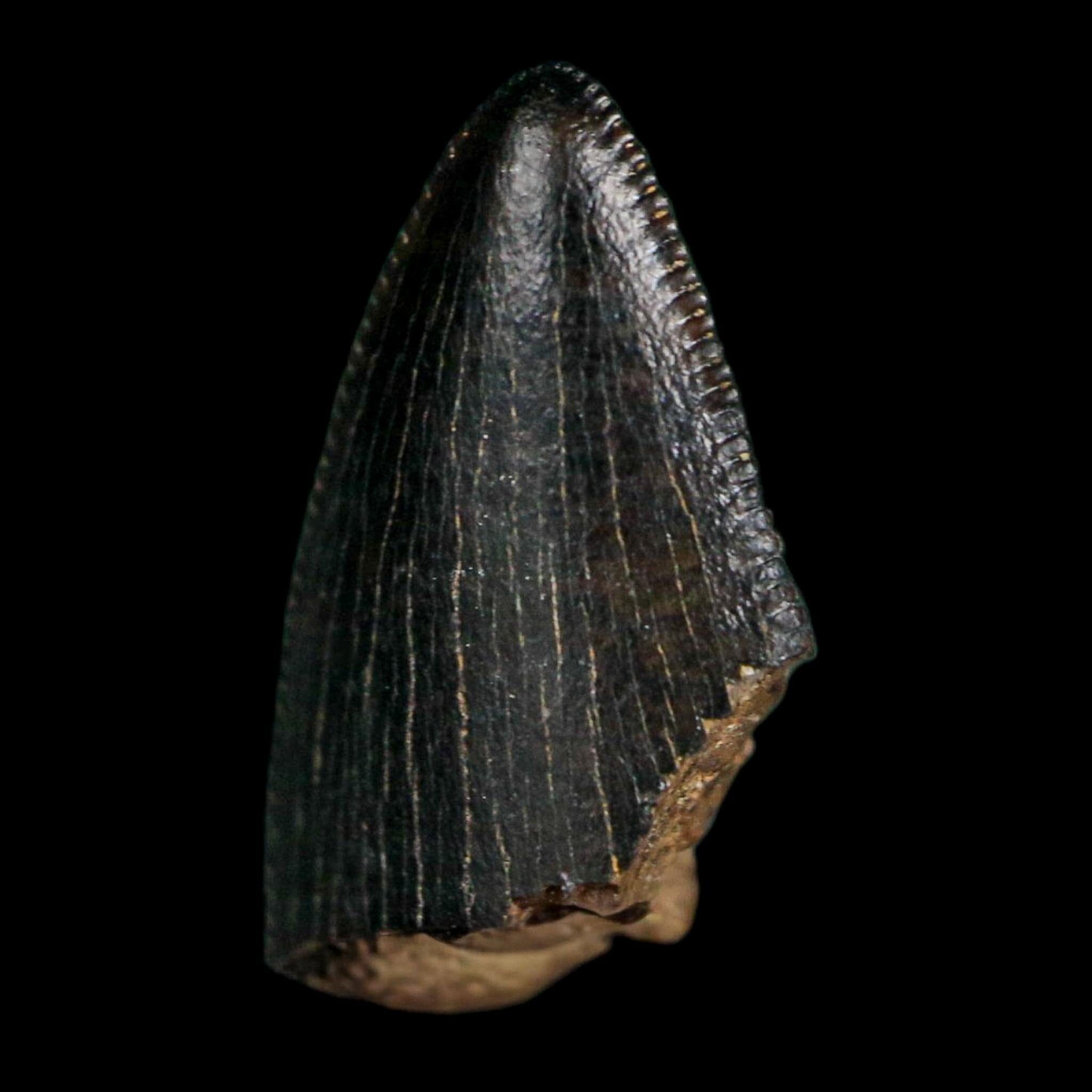 0.6" Tyrannosaurus Rex Fossil Tooth Tip Lance Creek Cretaceous Dinosaur WY COA