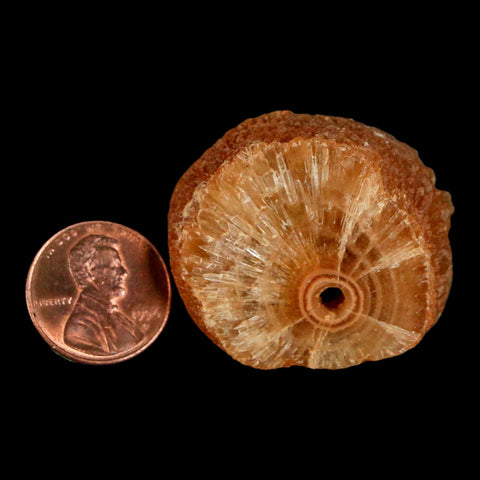 1.5" Natural Cut Rough Cave Honey Calcite Crystal Mineral Specimen Morocco - Fossil Age Minerals