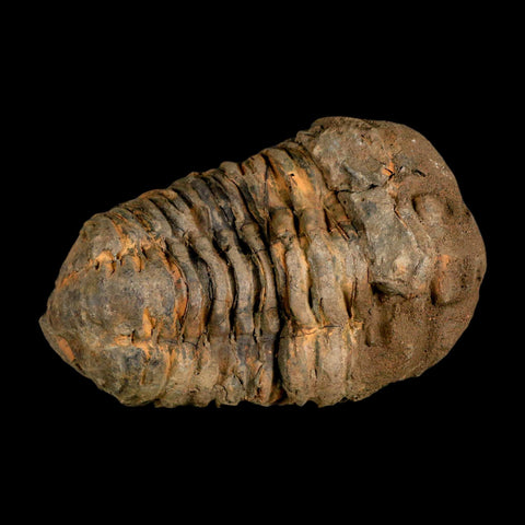 3.4" Flexicalymene Trilobite Fossil Ordovician Age Tazzarine Region Morocco COA - Fossil Age Minerals