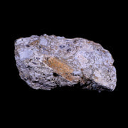 4.7" Hadrosaurus Fossil Rib Bone in Matrix Judith River FM Dinosaur Cretaceous MT