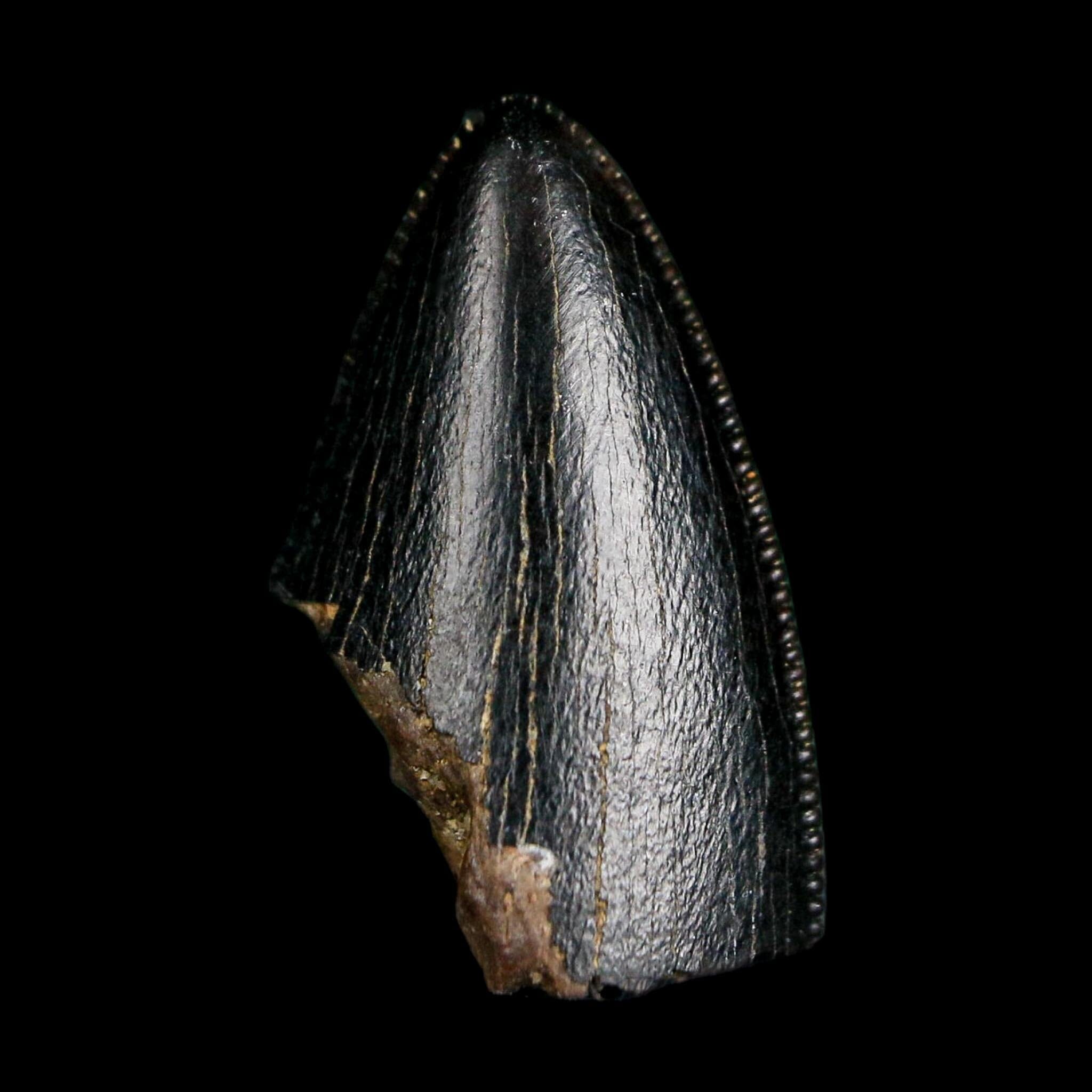0.6" Tyrannosaurus Rex Fossil Tooth Tip Lance Creek Cretaceous Dinosaur WY COA