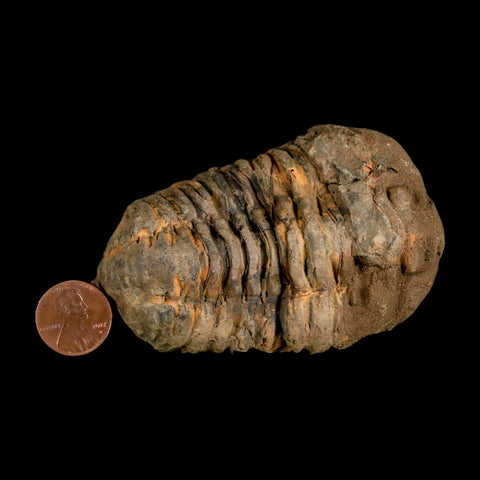 3.4" Flexicalymene Trilobite Fossil Ordovician Age Tazzarine Region Morocco COA - Fossil Age Minerals