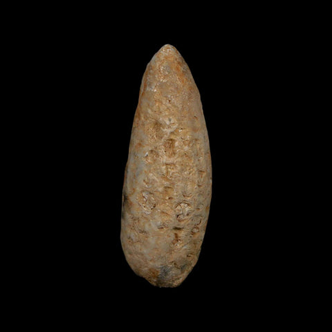 XL 2" Fossil Pine Cone Equicalastrobus Replaced By Agate Eocene Age Seeds Fruit