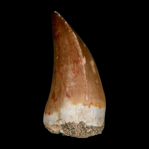 XL 2"  Mosasaur Prognathodon Fossil Tooth Cretaceous Dinosaur Era COA & Stand