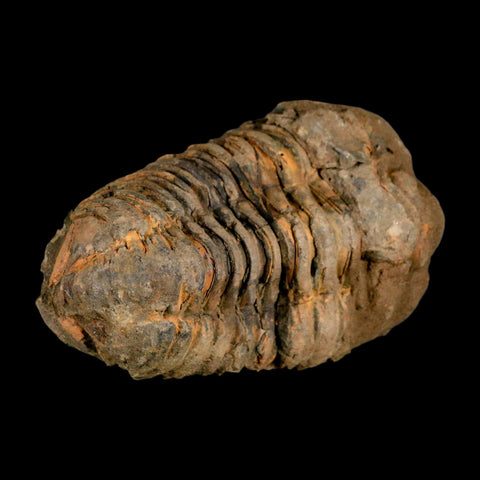 3.4" Flexicalymene Trilobite Fossil Ordovician Age Tazzarine Region Morocco COA - Fossil Age Minerals