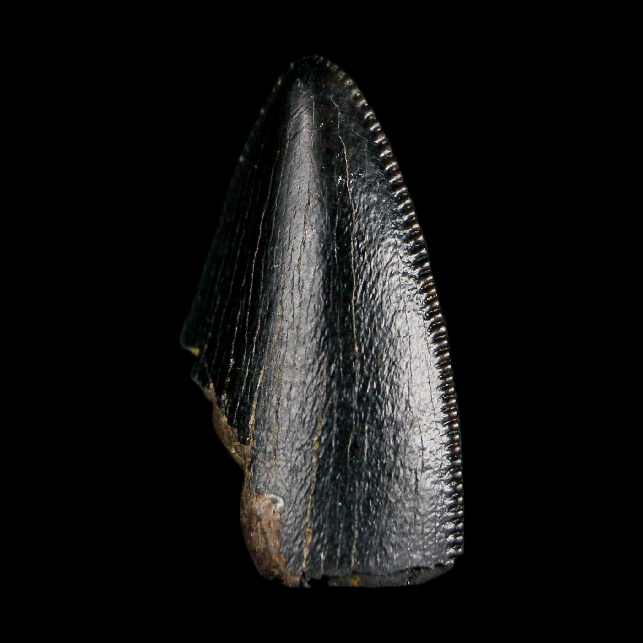 0.6" Tyrannosaurus Rex Fossil Tooth Tip Lance Creek Cretaceous Dinosaur WY COA