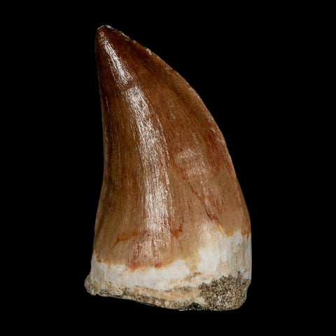 XL 2"  Mosasaur Prognathodon Fossil Tooth Cretaceous Dinosaur Era COA & Stand