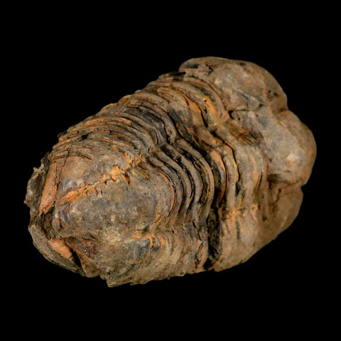 3.4" Flexicalymene Trilobite Fossil Ordovician Age Tazzarine Region Morocco COA - Fossil Age Minerals