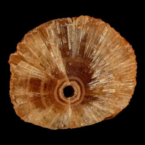 1.5" Natural Cut Rough Cave Honey Calcite Crystal Mineral Specimen Morocco - Fossil Age Minerals