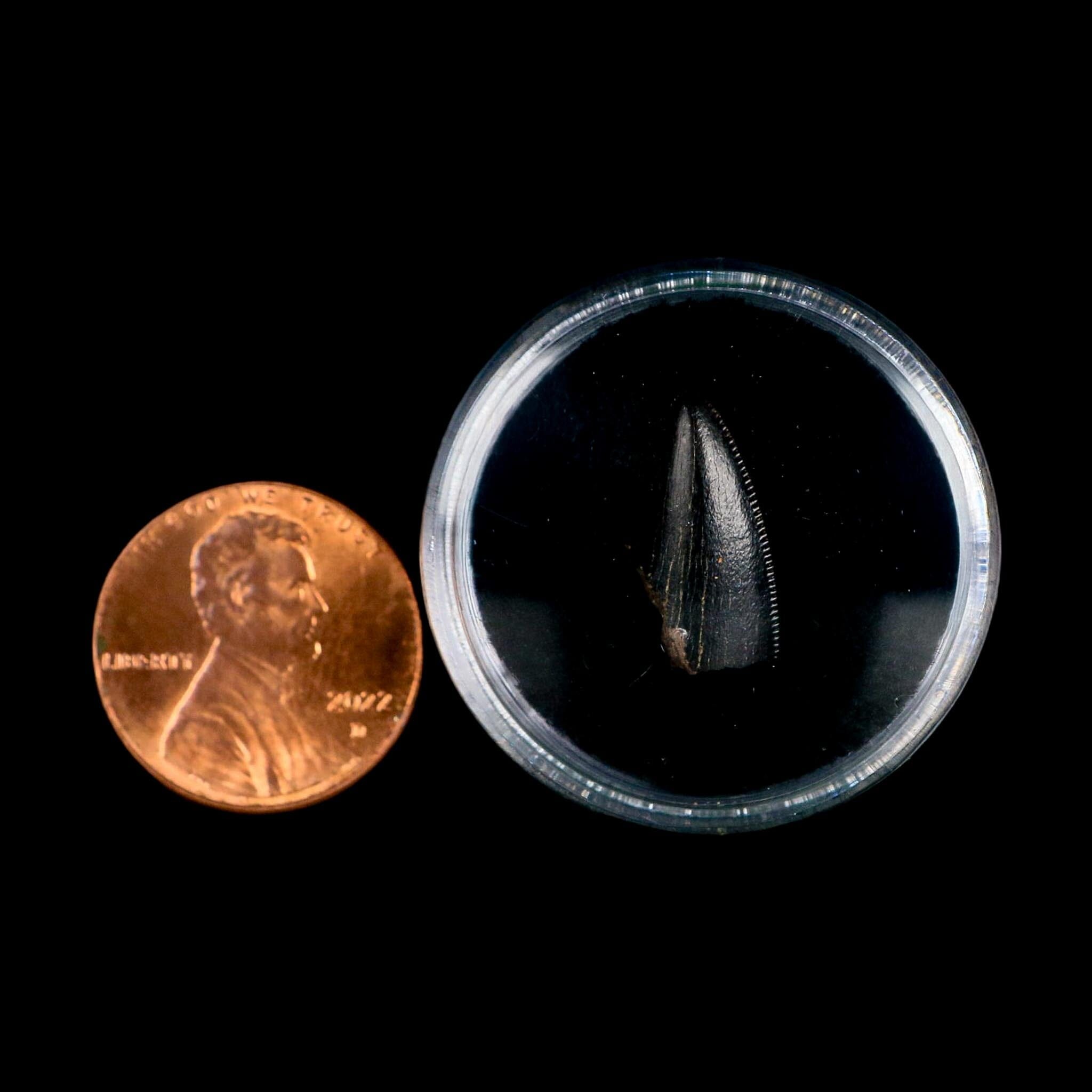 0.6" Tyrannosaurus Rex Fossil Tooth Tip Lance Creek Cretaceous Dinosaur WY COA