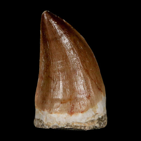 XL 2"  Mosasaur Prognathodon Fossil Tooth Cretaceous Dinosaur Era COA & Stand