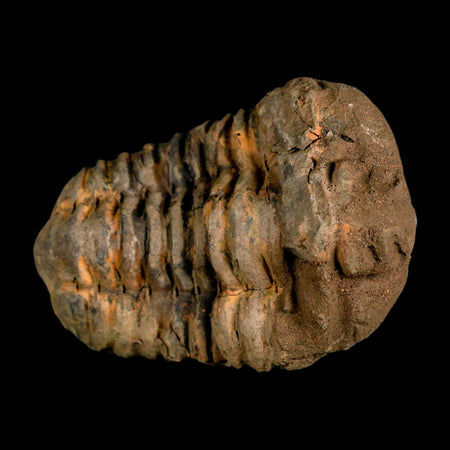 3.4" Flexicalymene Trilobite Fossil Ordovician Age Tazzarine Region Morocco COA