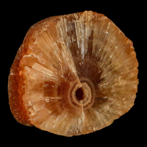 1.5" Natural Cut Rough Cave Honey Calcite Crystal Mineral Specimen Morocco - Fossil Age Minerals