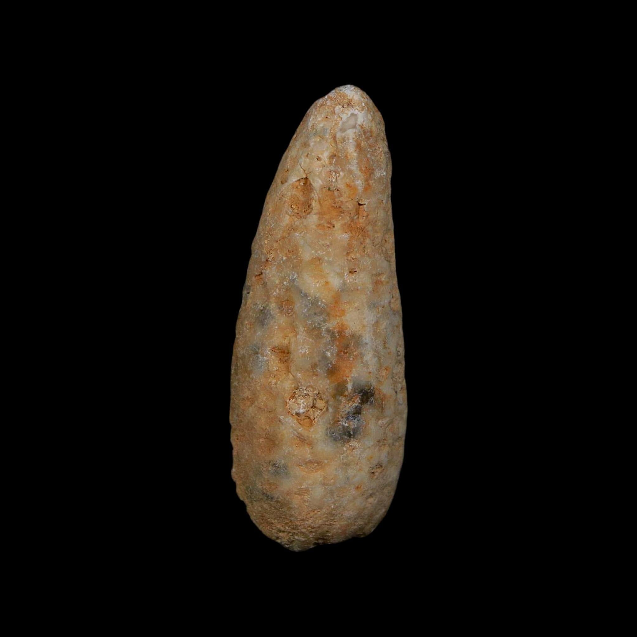 XL 2" Fossil Pine Cone Equicalastrobus Replaced By Agate Eocene Age Seeds Fruit - Fossil Age Minerals