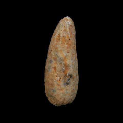 XL 2" Fossil Pine Cone Equicalastrobus Replaced By Agate Eocene Age Seeds Fruit