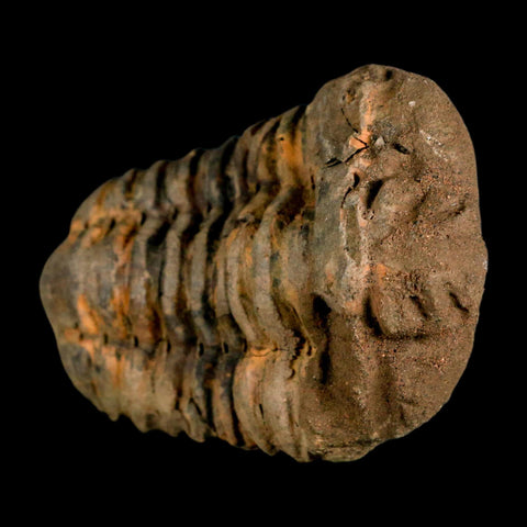3.4" Flexicalymene Trilobite Fossil Ordovician Age Tazzarine Region Morocco COA - Fossil Age Minerals