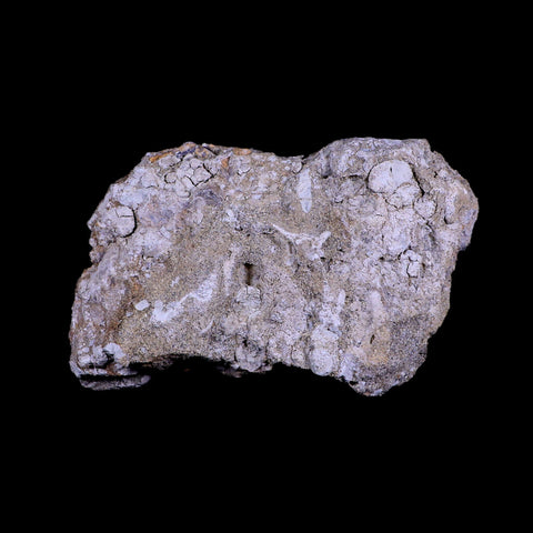 4.7" Hadrosaurus Fossil Rib Bone in Matrix Judith River FM Dinosaur Cretaceous MT - Fossil Age Minerals