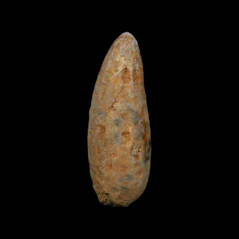 XL 2" Fossil Pine Cone Equicalastrobus Replaced By Agate Eocene Age Seeds Fruit