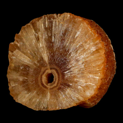 1.5" Natural Cut Rough Cave Honey Calcite Crystal Mineral Specimen Morocco - Fossil Age Minerals