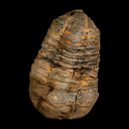 3.4" Flexicalymene Trilobite Fossil Ordovician Age Tazzarine Region Morocco COA