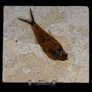 4.2" Diplomystus Dentatus Fossil Fish Green River FM WY Eocene Age COA, Stand