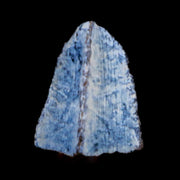 0.4" Edmontosaurus Dinosaur Fossil Tooth Lance Creek FM Wyoming COA Display