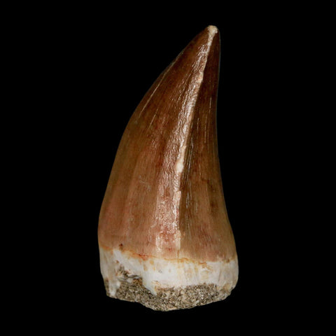 XL 2"  Mosasaur Prognathodon Fossil Tooth Cretaceous Dinosaur Era COA & Stand