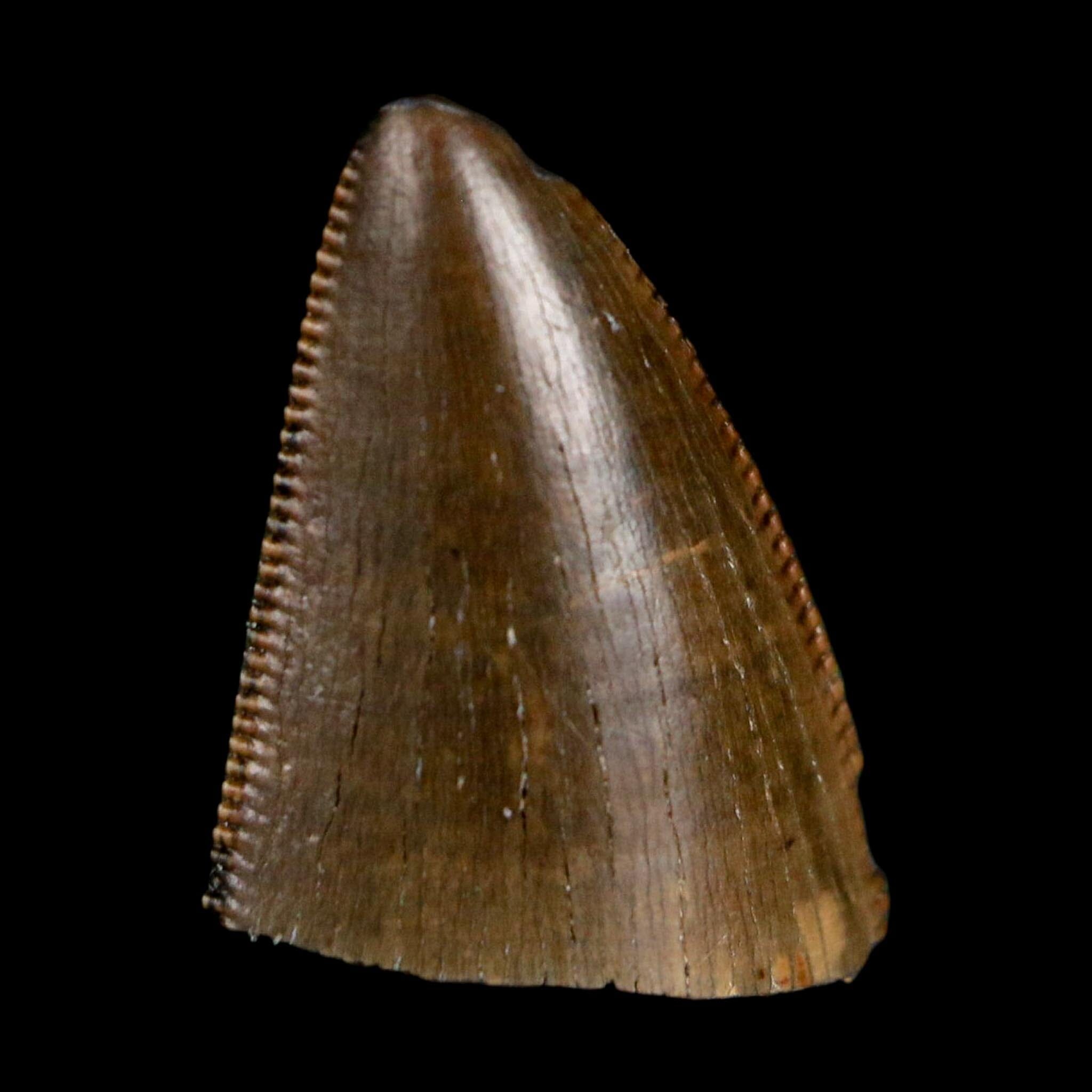 0.5" Tyrannosaurus Rex Fossil Tooth Tip Lance Creek Cretaceous Dinosaur WY COA