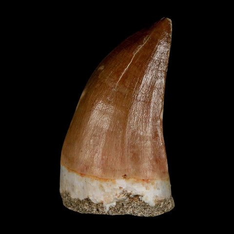 XL 2"  Mosasaur Prognathodon Fossil Tooth Cretaceous Dinosaur Era COA & Stand