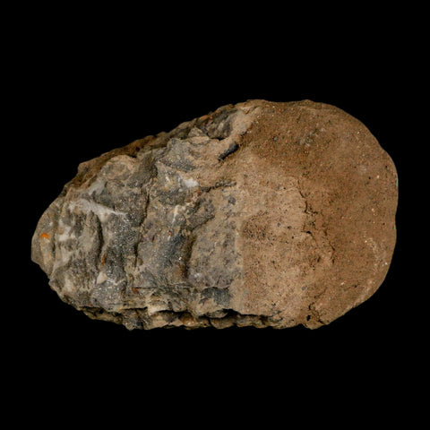 3.4" Flexicalymene Trilobite Fossil Ordovician Age Tazzarine Region Morocco COA - Fossil Age Minerals
