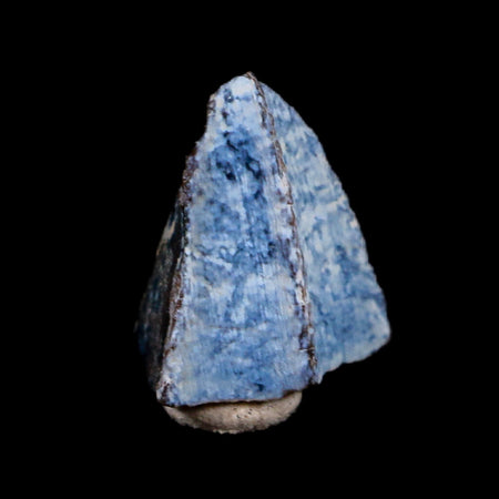 0.4" Edmontosaurus Dinosaur Fossil Tooth Lance Creek FM Wyoming COA Display