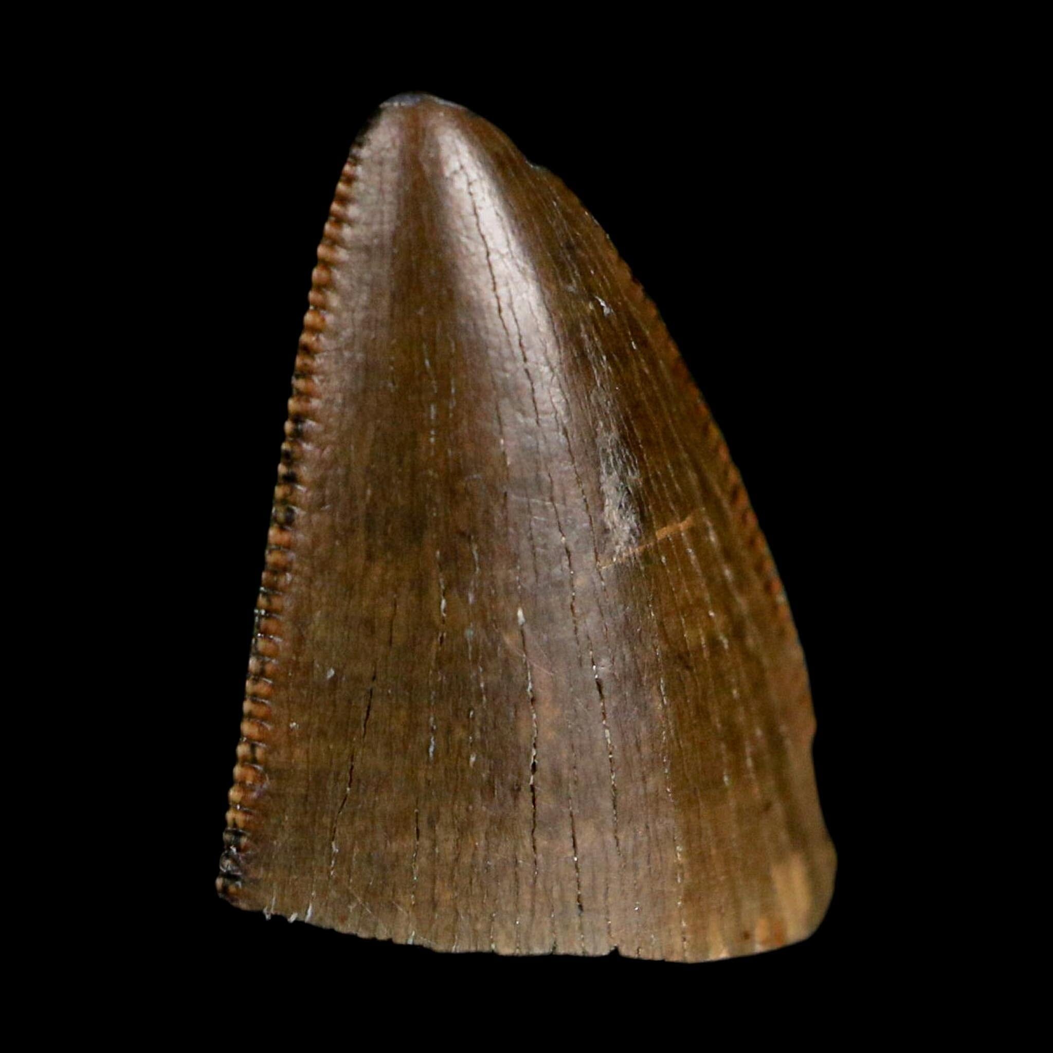 0.5" Tyrannosaurus Rex Fossil Tooth Tip Lance Creek Cretaceous Dinosaur WY COA