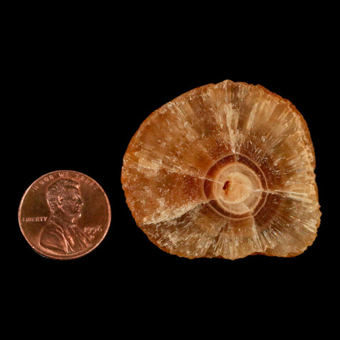 1.6" Natural Cut Rough Cave Honey Calcite Crystal Mineral Specimen Morocco - Fossil Age Minerals